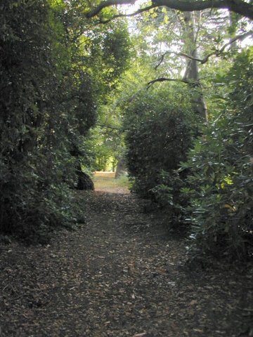 rhododendronwalk.jpg